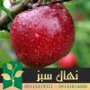قیمت و خرید آنلاین نهال سیب عروس (Bride's apple seedling)