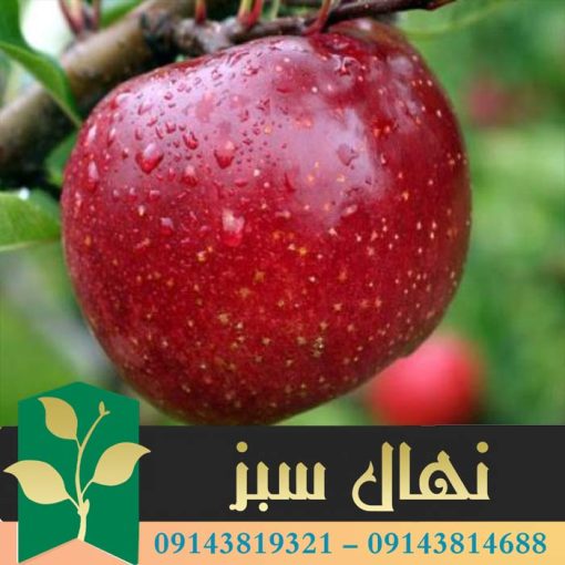 قیمت و خرید آنلاین نهال سیب عروس (Bride's apple seedling)