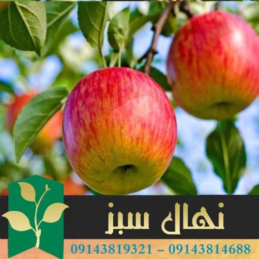 قیمت و خرید آنلاین نهال سیب فوجی (Fuji apple seedling)