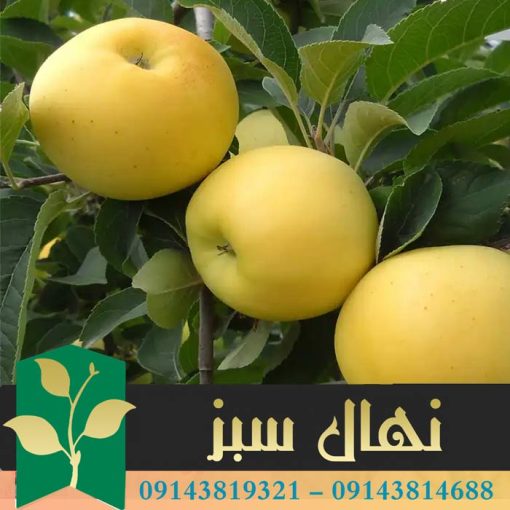 قیمت و خرید آنلاین نهال سیب لبنانی زرد (Yellow Lebanese apple seedlings)