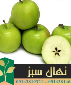 قیمت و خرید آنلاین نهال سیب گرانی اسمیت (Garni Smith apple seedling)