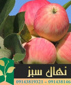 قیمت و خرید آنلاین نهال سیب گلاب (Gulab apple seedling)