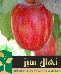 قیمت و خرید آنلاین نهال سیب گالا (Gala apple seedling)