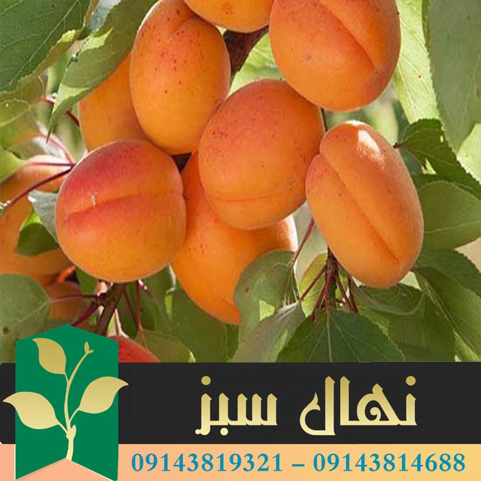 قیمت و خرید آنلاین نهال زرد آلو نخجوان (Nakhchivan apricot seedling)