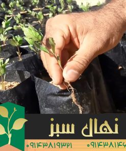 خرید نهال پسته پایه بادامی (Akbari Pistachio seedlings)