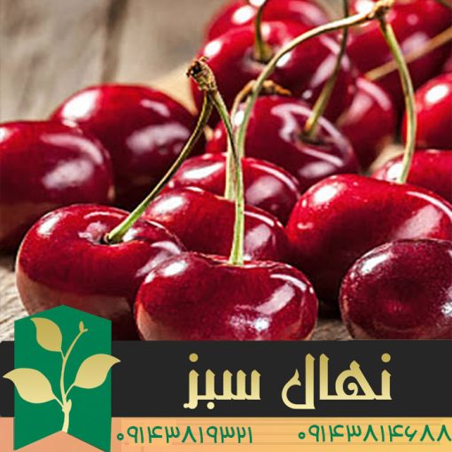 خرید نهال آلبالو اسرائیلی (فلسطینی) (Israeli cherry seedlings)