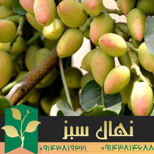 خرید نهال پسته پایه اکبری (Ohadi pistachio seedling)