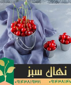 خرید نهال آلبالو مجاری پیش رس(Pre-res ducts cherry seedlings)
