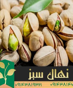 خرید نهال پسته شاه پسند (Shah Pasand pistachio seedling)