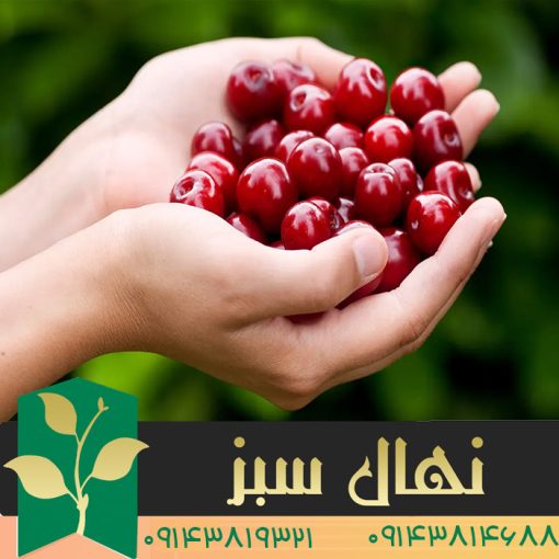 خرید نهال آلبالو پربار سیگانی (Sigani fruitful cherry seedling)