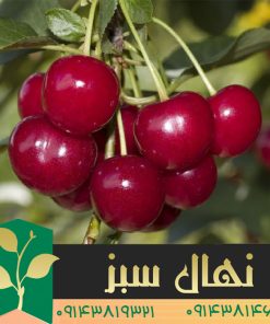 قیمت و خرید نهال آلبالو بوترمو (Botermo cherry seedling)