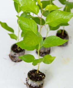 نهال گیلاس پایه رویشی مازارد (Mazzard)