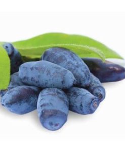 نهال هانی بری