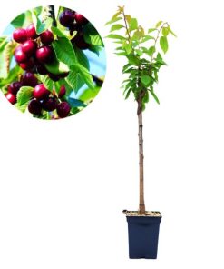 نهال گیلاس پایه رویشی گزیلا (Gisela)