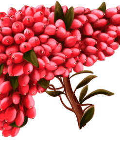 نهال زرشک پلویی