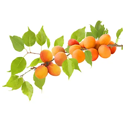 خرید نهال زرد آلو شاهرودی