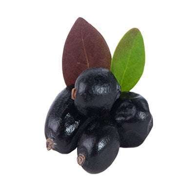 خرید نهال زرشک سیاه